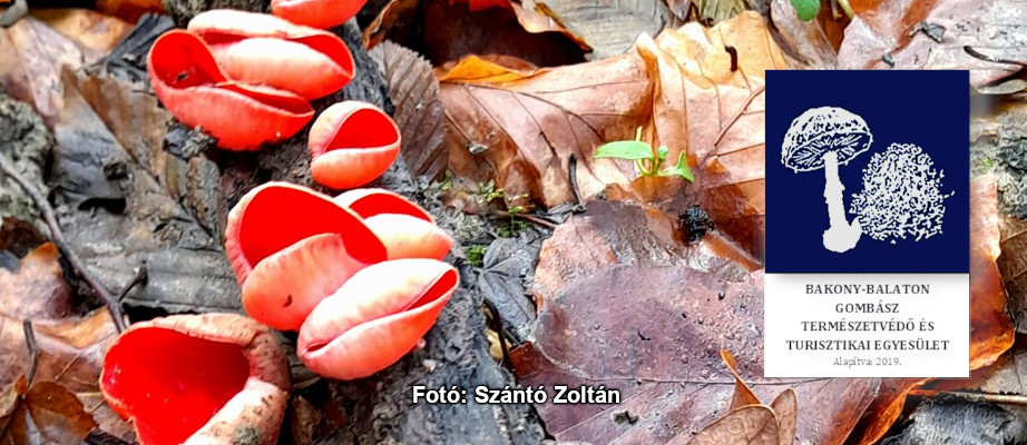 Bakony-Balaton Gombász Természetvédő és Turisztikai Egyesület