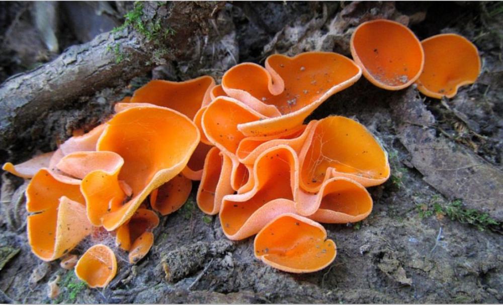 Narancsszínű (Narancsvörös) csészegomba  (Aleuria aurantia)