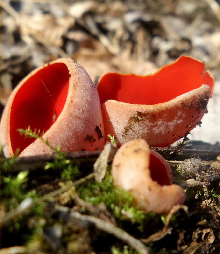 Osztrák csészegomba (Sarcoscypha austriaca)